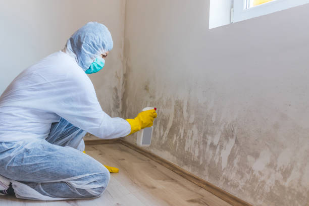 Licensed Black Mold Removal service in Cresskill, NJ - WQB Mold Removal
