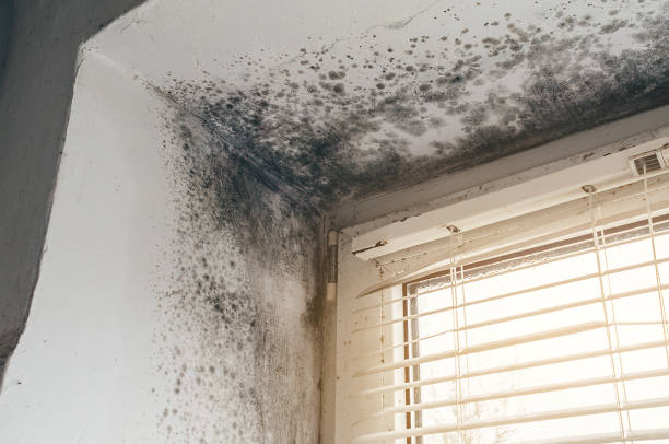 Affordable Black Mold Removal solutions in Cresskill, NJ